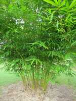 Ornamental bamboo plant - Malay Dwarf Green bamboo plants for sale