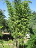 Timor Black bamboo plant privacy screen. Buy in NSW