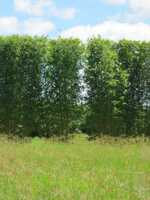 Buy Bambusa oldhamii bamboo plants from Living Bamboo Samford