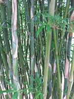 Buy Albo-Striata bamboo plants from Living Bamboo