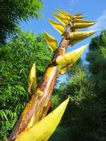 Buy Giant Buddha's Belly bamboo plant from Living Bamboo