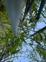 Buy Purple Jade bamboo plants from Living Bamboo