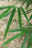 Buy Gigantochloa sp. rachael carson bamboo plant at Living Bamboo