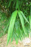 Gigantochloa wrayii bamboo plant at Living Bamboo