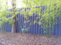 Buy bamboo plants Brisbane at Living Bamboo