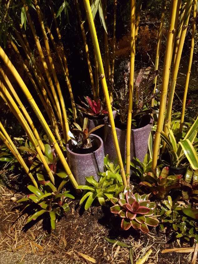 China Gold bamboo plant - buy privacy screen plant in Brisbane. Ship to Sydney.