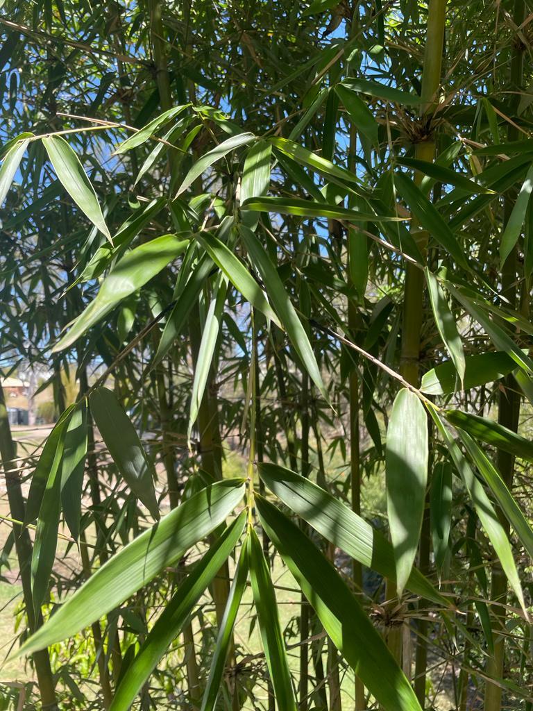 Buy Green Stripe Bamboo Plant at Living Bamboo Brisbane. Dispatches to Sunshine Coast.