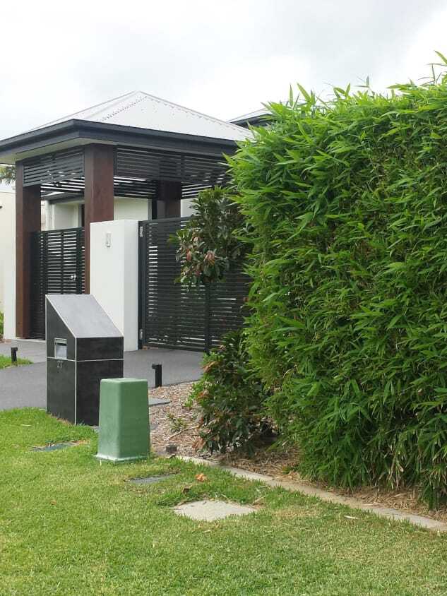 Grow bamboo in a pot - buy Chinese Dwarf bamboo plants in Brisbane