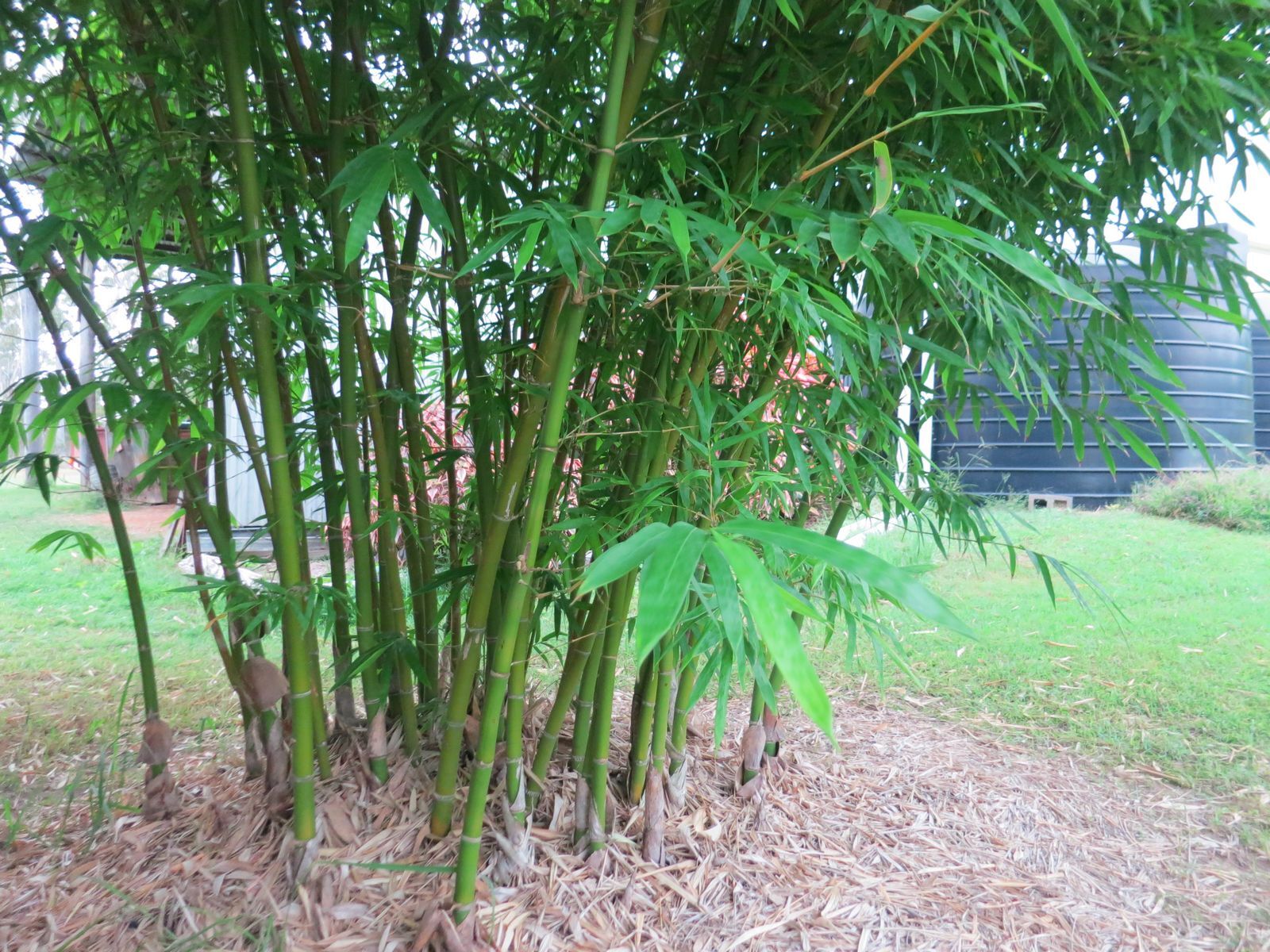 Privacy screen using bamboo plants - Malay Dwarf Green bamboo plant