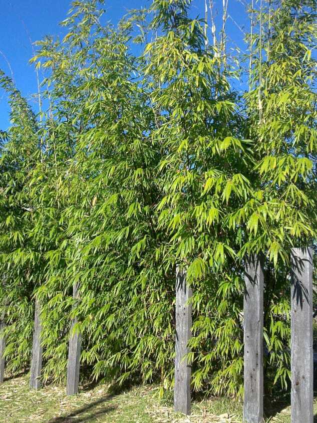 Buy Timor Black bamboo plant windbreak Sydney