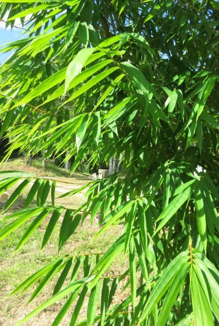 Gigantochloa levis bamboo plant - buy bamboo plants Brisbane