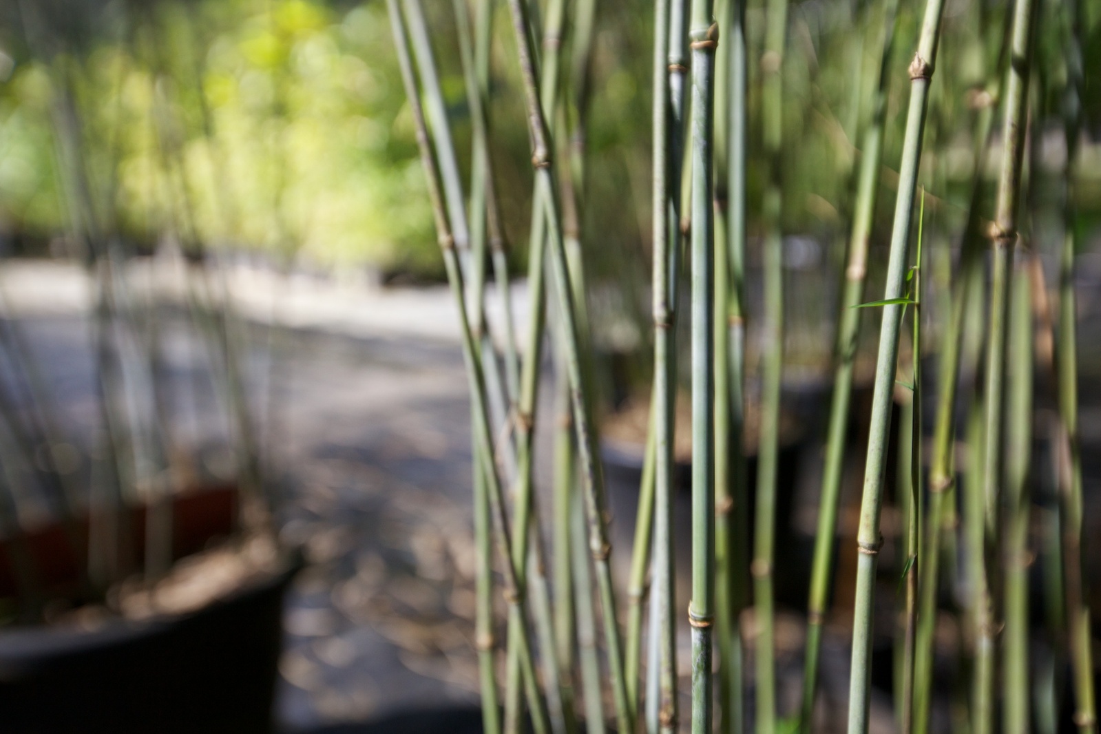 Nepalese Blue Bamboo Plant Brisbane
