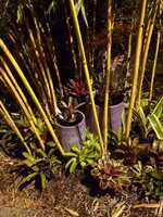 Noise barrier bamboo plants for sale - China Gold bamboo plants