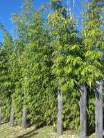 Timor Black bamboo plant privacy screen. Buy in NSW
