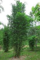 Buy Bambusa oldhamii bamboo plants from Living Bamboo Samford