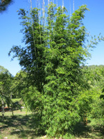 Buy Bambusa textilis var. gracilis bamboo plants from Living Bamboo Samford, QLD