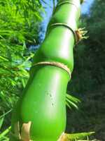 Buy Giant Buddha's Belly bamboo plant from Living Bamboo