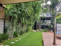 Buy White Ghost bamboo plants from Living Bamboo
