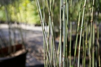 Buy bamboo plants Brisbane at Living Bamboo