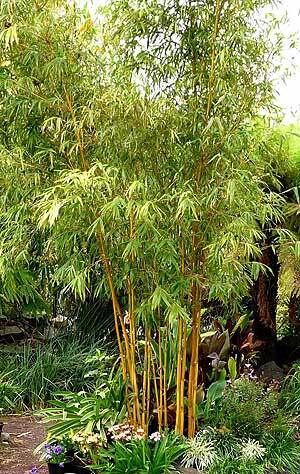 China Gold bamboo plant - buy privacy screen plant in Brisbane. Ship to Sydney.