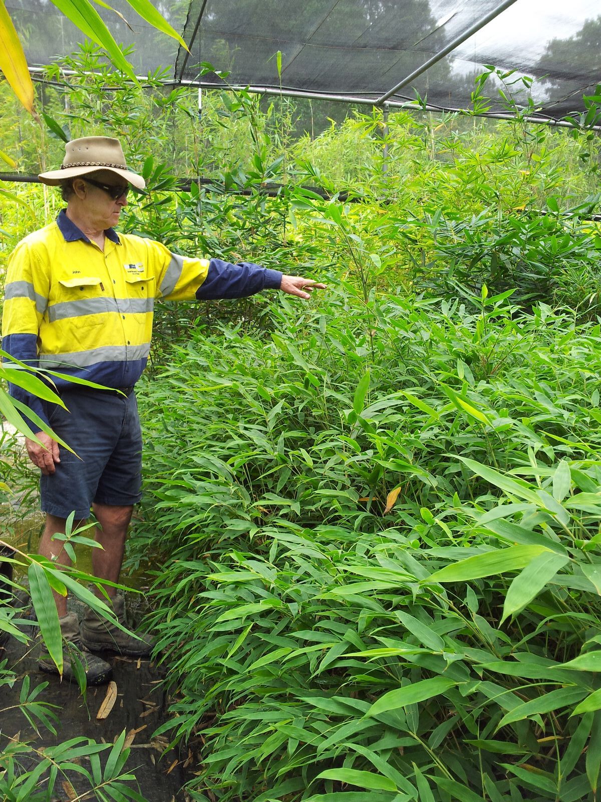 Grow bamboo in a pot - buy Chinese Dwarf bamboo plants in Brisbane