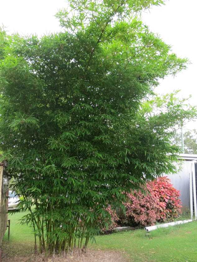 Privacy screen using bamboo plants - Malay Dwarf Green bamboo plant
