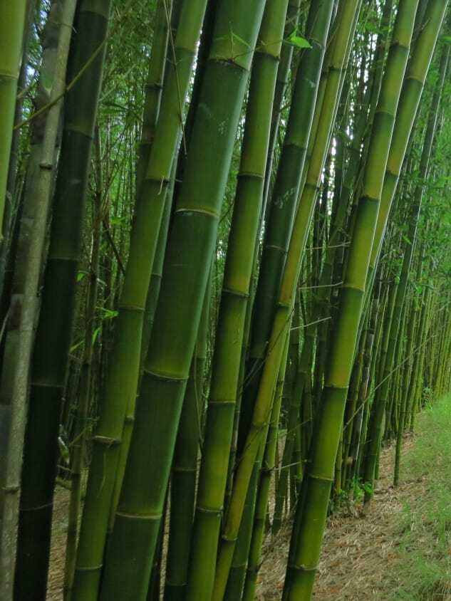 Bambusa oldhamii bamboo plants for sale in Brisbane