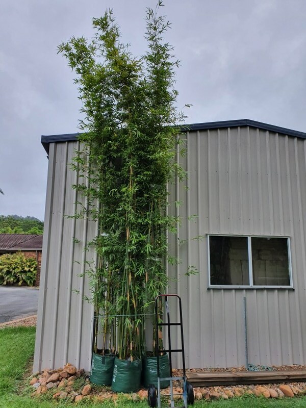 Bambusa textilis var. gracilis bamboo plants for sale in Queensland