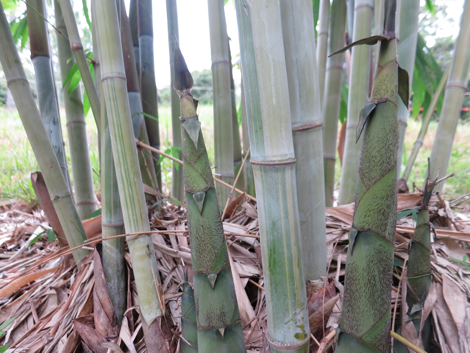 White Ghost bamboo plants in Brisbane