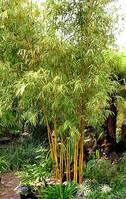Noise barrier bamboo plants for sale - China Gold bamboo plants