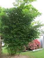 Ornamental bamboo plant - Malay Dwarf Green bamboo plants for sale