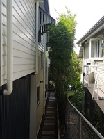 Buy Bambusa multiplex cv. Goldstripe bamboo plants in Brisbane at Living Bamboo