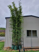 Buy Bambusa textilis var. gracilis bamboo plants from Living Bamboo Samford, QLD