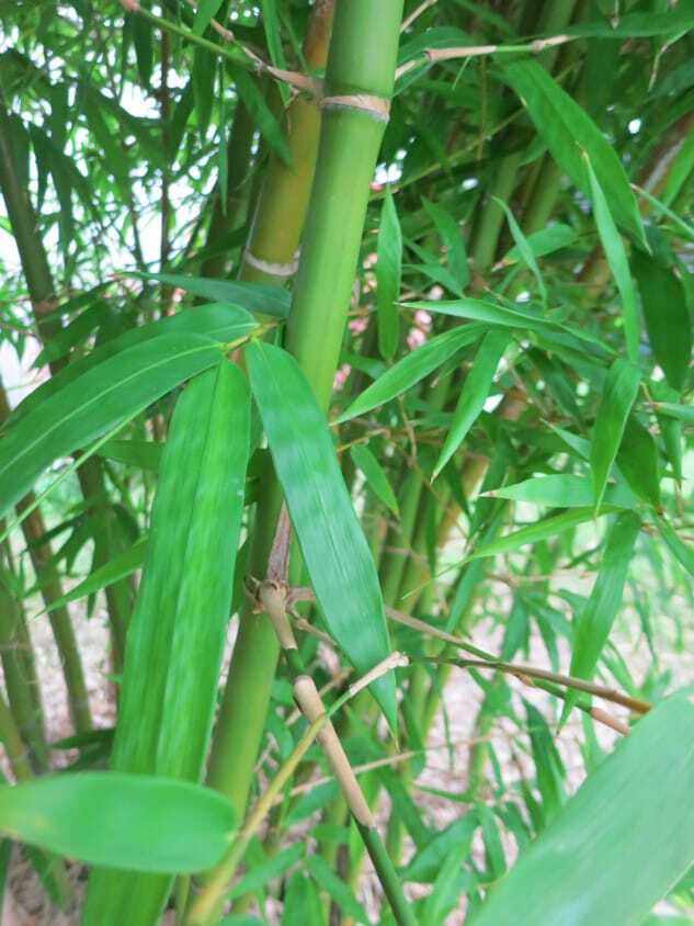 Privacy screen using bamboo plants - Malay Dwarf Green bamboo plant