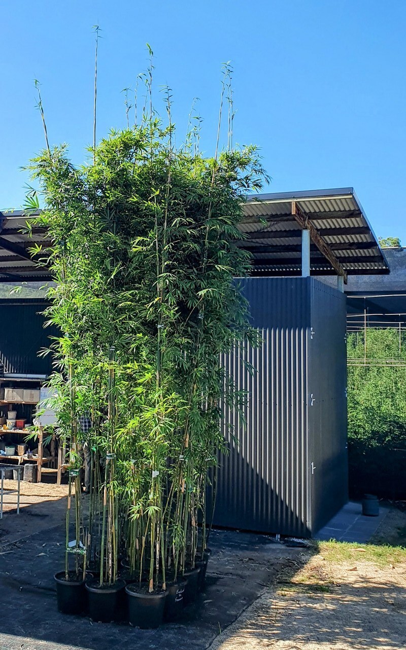 Bambusa textilis var. gracilis bamboo plants for sale in Queensland