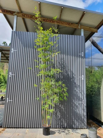 Bambusa textilis var. gracilis bamboo plants for sale in Queensland