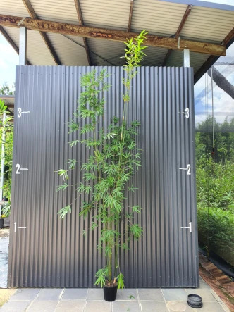 Bambusa textilis var. gracilis bamboo plants for sale in Queensland