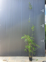 Buy Bambusa textilis var. gracilis bamboo plants from Living Bamboo Samford, QLD