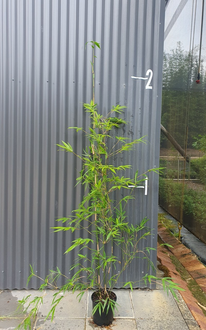 Bambusa textilis var. gracilis bamboo plants for sale in Queensland