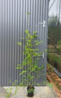 Buy Bambusa textilis var. gracilis bamboo plants from Living Bamboo Samford, QLD