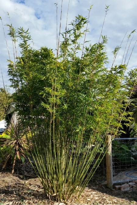Buy Boniopsis Bamboo Plant at Living Bamboo Brisbane