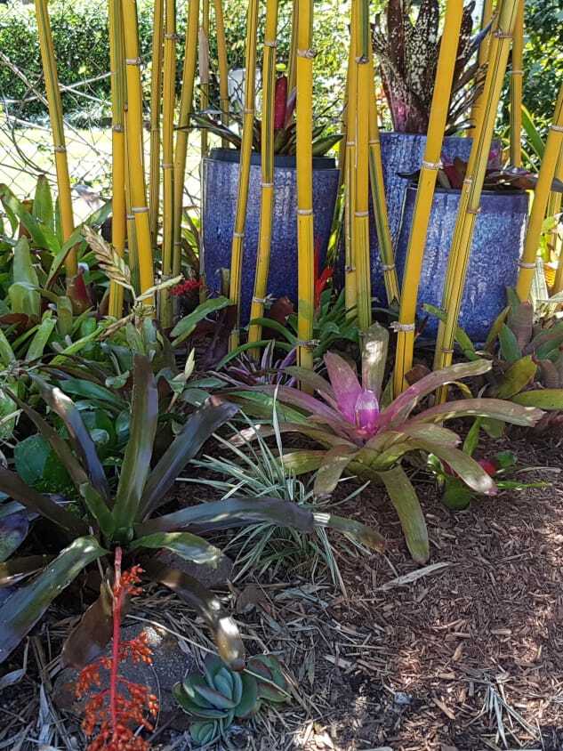China Gold bamboo plant - buy privacy screen plant in Brisbane. Ship to Sydney.