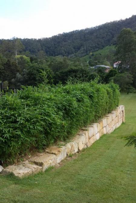 Grow bamboo in a pot - buy Chinese Dwarf bamboo plants in Brisbane