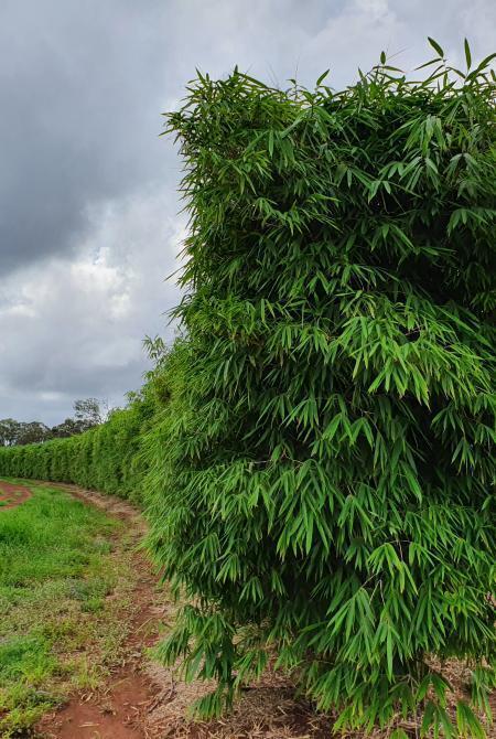 Privacy screen using bamboo plants - Malay Dwarf Green bamboo plant