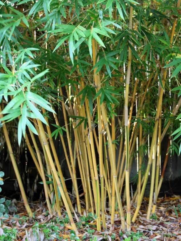 Bambusa multiplex cv. Alphonse Karr bamboo plants for sale in Brisbane