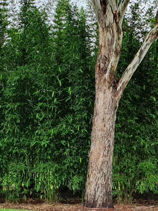 Bambusa oldhamii bamboo plants for sale in Brisbane