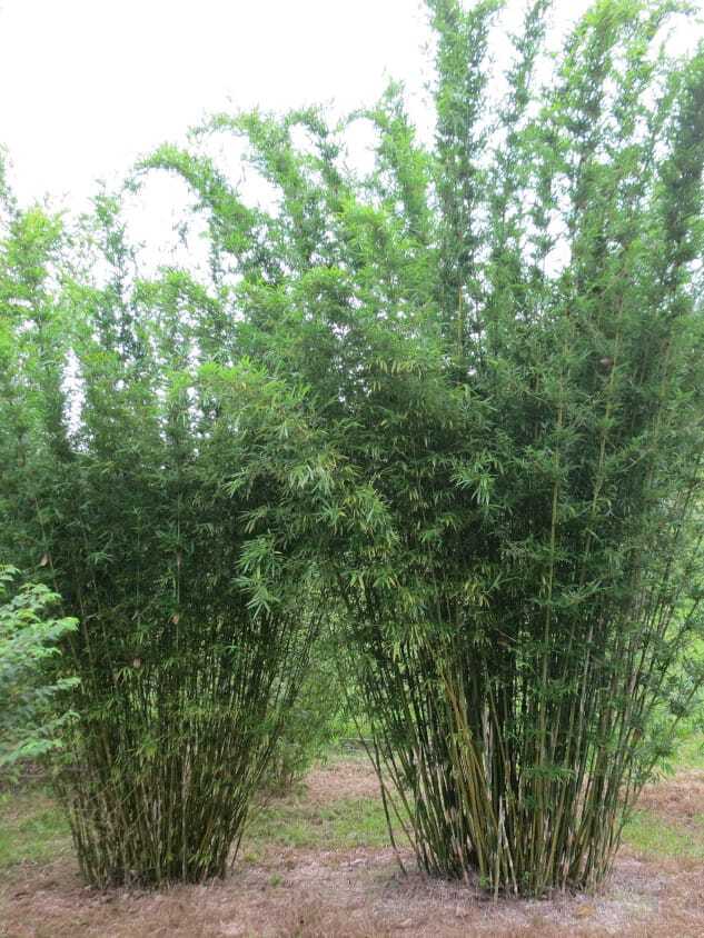 Albo-Striata bamboo plants for sale in Brisbane
