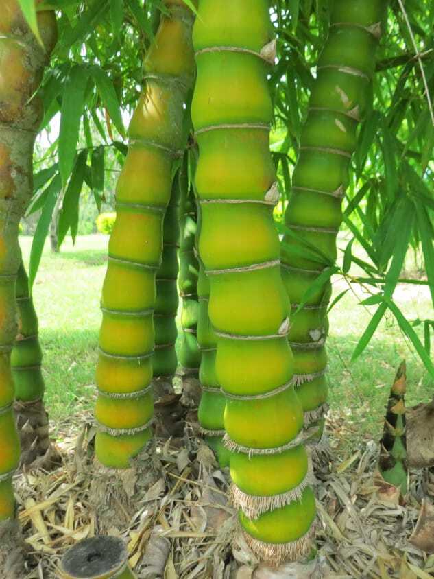 Giant Buddha's Belly bamboo plant - ornamental plant Brisbane