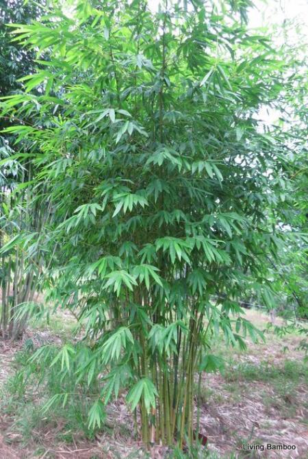 Buy Green Ghost bamboo plants in Brisbane