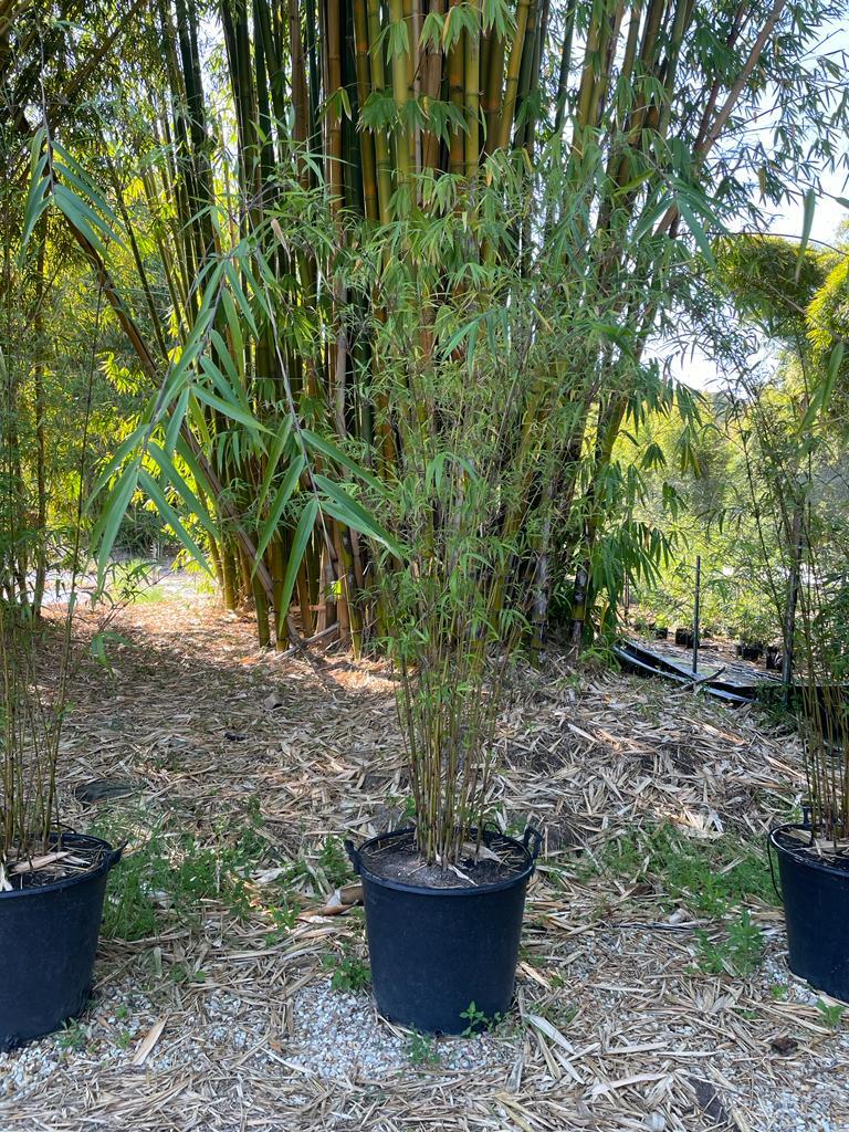 Purple Jade bamboo plants - buy bamboo plants in Brisbane